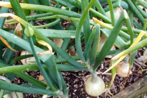 Как зайти на маркетплейс кракен