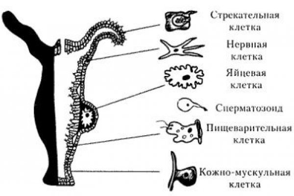 Как положить деньги на кракен